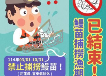 鰻苗捕撈期即將結束　3/1起禁捕8個月
