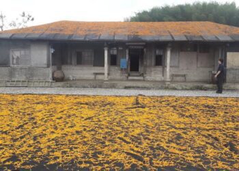 後山小調/屋頂屋前曬金針　汪家古厝傳承赤科山產業歷史文化