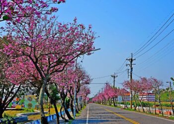 賞櫻、懷舊、美食一次滿足  「櫻映土庫・憶舊時光」3/29、30登場