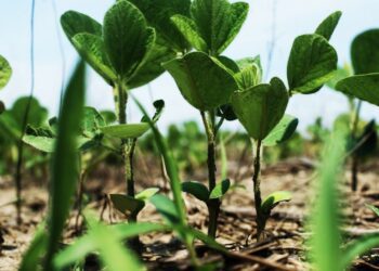 美國黃豆產業力行永續生產　 打造綠色供應鏈