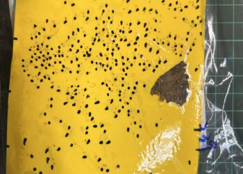 銀葉粉蝨密度攀升　提醒農民警戒防治