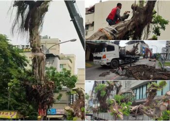 兼顧綠美化與交安　礁溪為4棵大榕樹搬新家