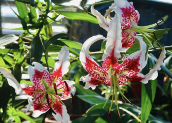 台北市中心也能看到 極危物種豔紅鹿子百合「天使的翅膀」盛放