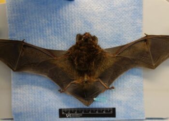 新北市蝙蝠檢出「麗沙病毒第二型」　疾管署呼籲勿接觸野生動物
