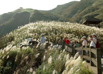 「草嶺古道芒花季」台灣好行推限定套票只要150元