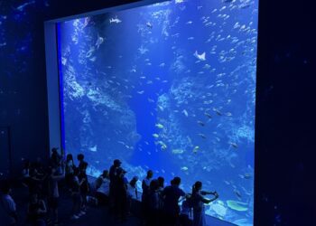 搶暑期最後一波　台中海洋館今日開館吸引眾多民眾進場