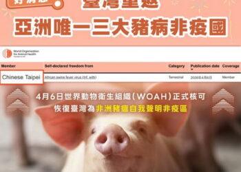 非洲豬瘟防疫成果獲WOAH認證　臺灣重返亞洲唯一「三大豬病非疫國」