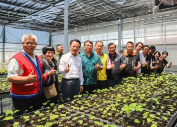 中海拔山葵復育轉型　帶動阿里山部落產業升級