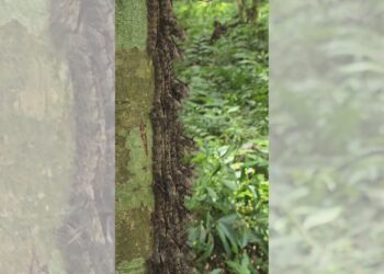 影音/毛毛蟲隨聲音跳舞? 群聚毛蟲竟變聲控毛毛蟲