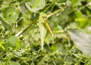 貢寮水梯田保育黃腹細蟌棲地　兼容農民生計共創多贏
