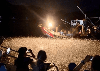 獨一無二北海岸「蹦火仔」體驗 新北市漁業處邀您共度海上奇幻時刻