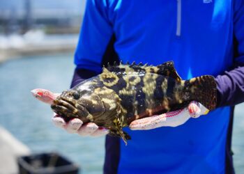 台灣美食展8月登場　全台海鮮匯聚、名店齊聚打造鮮味饗宴