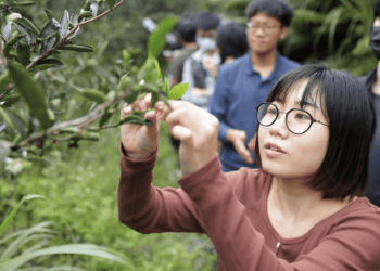 踏春好去處 三鶯春遊行程報名開跑 體驗梅醬餅乾、茶香、藍染遊程