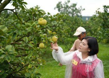 斗六文旦再過10天採收　張麗善關心果園防颱準備
