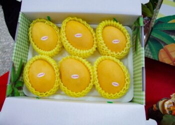 埔心金蜜真嬌貴 細心呵護有訣竅　農友需導入多項栽培管理技術