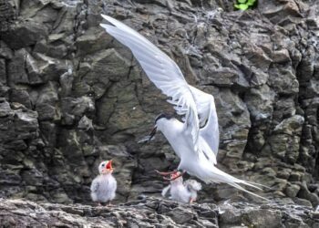 影音∕蒼燕鷗在險峻礁岩育雛　大溪漁港再掀賞鳥熱