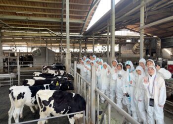 學童喜見乳牛坐旋轉木馬 反思鮮奶夠「鮮」嗎？