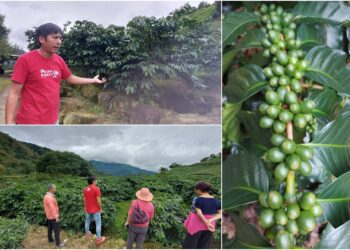 雲嘉小調∕阿里山鄒築園顛覆種咖啡半日照說法