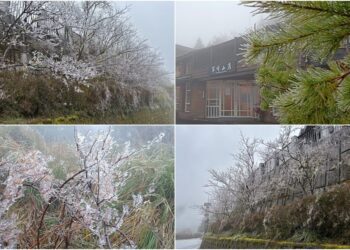 入冬第一場霧淞　太平山上一片雪白