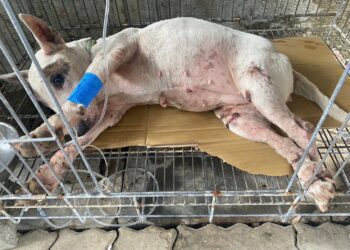 愛心救援路邊哭泣癱瘓犬　嘉畜所助狗狗安養餘年