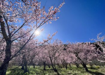 春遊賞櫻來武陵，113年搭乘公共運輸粉好行