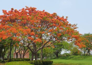 嘉義縣表演藝術中心鳳凰花開　賞花正當時