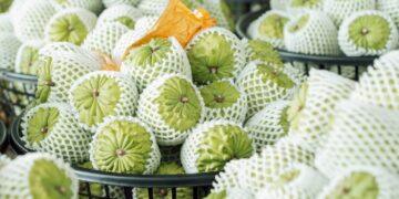 鳳梨釋迦外銷見成效 縣府深耕星國3年銷售突破1.6萬公斤