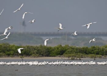 2024黑琵親子輕旅行活動開始報名