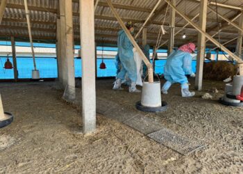 東勢鄉禽場驚爆H5N1禽流感　全面啟動安全防疫