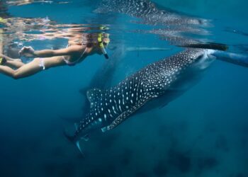 「島嶼專賣店」品冠旅遊 優質行程豐富多元