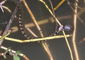 保護珍稀保育類赤腹游蛇　產官學研民共尋多贏目標