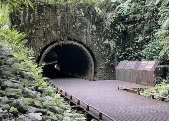 鐵路隧道變身生態寶庫　三貂嶺導覽體驗帶你探索自然