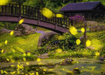 嘉義縣推6條親子共遊步道　賞螢活動20日開始報名