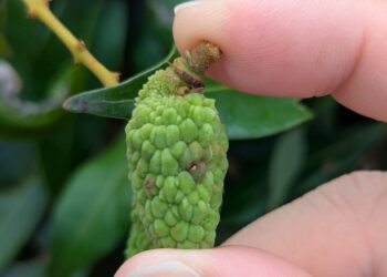 中部時值荔枝細蛾發生期 農改場籲請農友及早防治