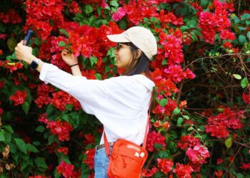 嘉市浪漫花季輪番登場　繽紛色系九重葛、桃花心木換春裳