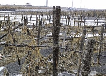 養殖漁業因凱米颱風損失近4.7億元　彰縣府：請求農業部儘速核准漁民災害現金救助