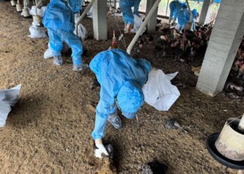 東勢鄉一禽場爆發H5N1禽流感　雲林縣再添1例疫情