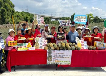 社頭山腳鳳梨產季 山腳鳳梨肉質細緻「酸、甘、甜」風味 深受消費者喜愛