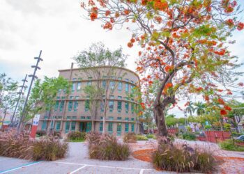 走過八十載華麗轉身　嘉美館最美鳳凰木不敵強颱傾倒