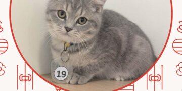 「喵星人命定配對」中籤率僅0.65%　2月8日抽出幸運飼主