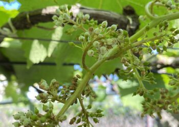 氣候高溫高濕中部葡萄露菌病現蹤　農改場籲請農友加強防治管理