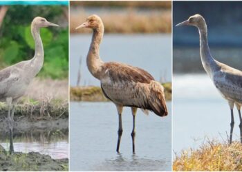 用鏡頭看鳥事∕迷鳥灰鶴輾轉飛臨宜蘭　鳥友追蹤並祝福安返北方