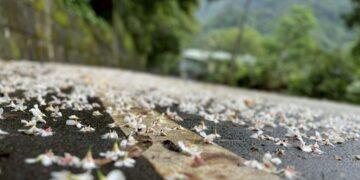 賞桐拿好康！2026 石碇桐花祭 5/2 登場 掃「新北幣」現領 100 元優惠