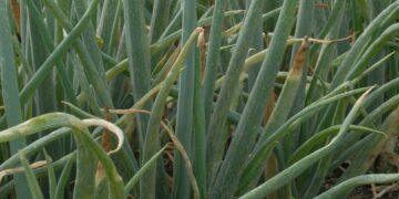 中部蔥科作物薊馬族群持續發生 農改場籲請農友及早預防小型害蟲