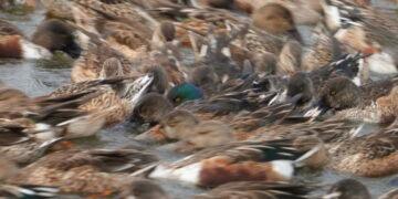 這裡有鳥事/影音/鰲鼓溼地琵嘴鴨合演水上圓舞曲 群聚轉圈擾動池水協力覓食