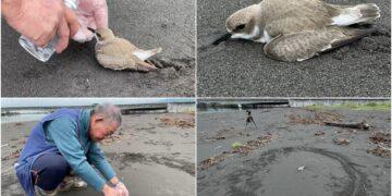 影音/東方環頸鴴落難竹安濕地 好心鳥友及時救援輾轉送交防疫所照護