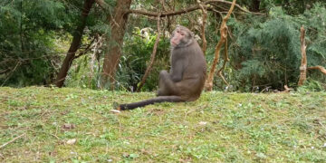 影音/中山大學柴山走路防猴練拳腳 佛光大學猴子太乖網笑稱「佛主有教」