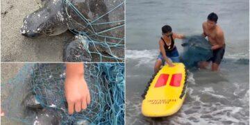 影音/「欖蠵龜」遭網纏困 海岸巡邏員即刻救援