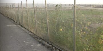 強烈冷氣團來襲 臺中農改場籲請農友提前做好作物防寒措施