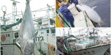 影音/2026蘇澳第一鮪出爐 全昌隆168號3度奪冠寫傳奇